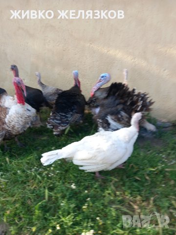 ПРОДАВАМ  МЛАДИ ПУЙКИ НА 12   МЕСЕЦА, снимка 18 - Кокошки и пуйки - 37145883