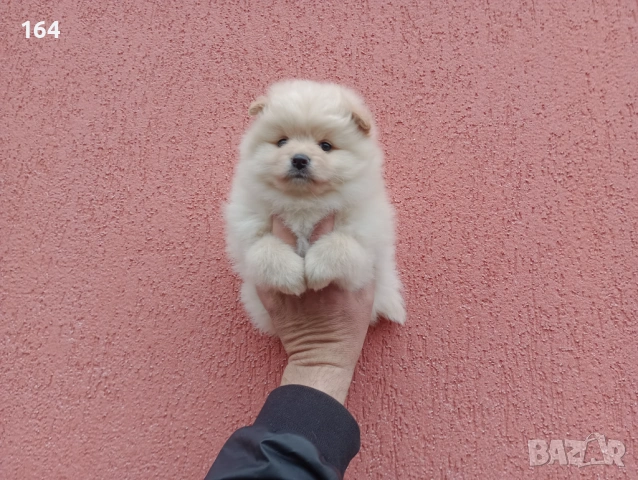 Бели и кремави Шпицлета. , снимка 8 - Померан - 53906860