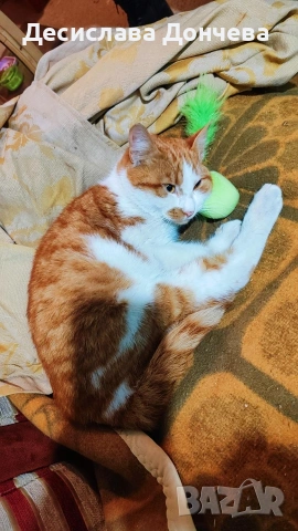 Коте Сами си търси дом, осинови го, снимка 2 - Други - 53033204