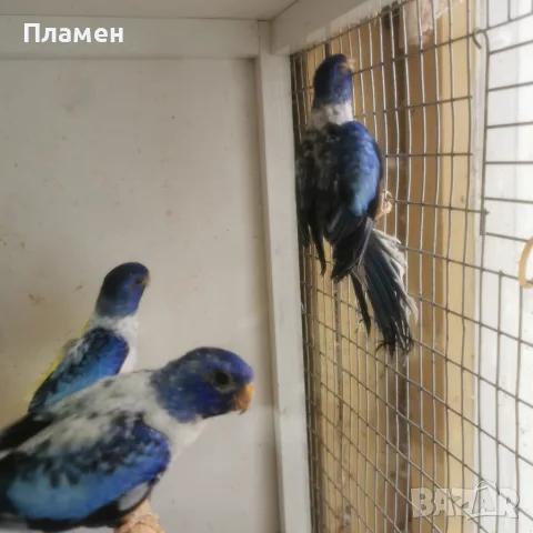 Неофема Сплендида, снимка 8 - Папагали - 56272778