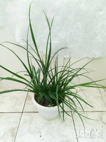 Трилистник, Индрише, Дифенбахия, Бегония, Бенджамин, Епипремнум, Билбергия , снимка 6 - Стайни растения - 52017877