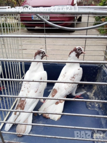 Кабаци Варненски Добруджански месни Въртящи гълъби