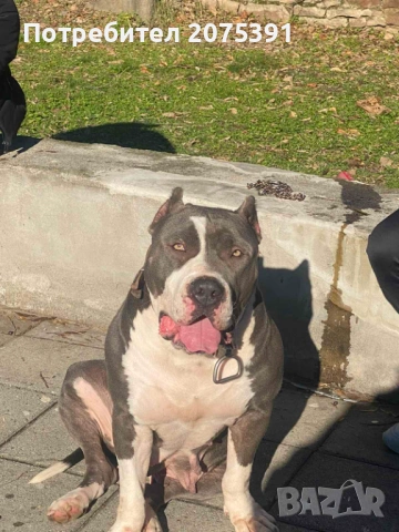 Американско були ХЛ