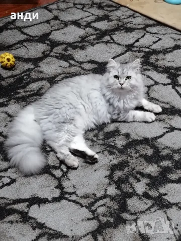 персийски британски котета , снимка 13 - Персийска - 56271497