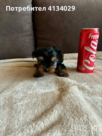 Мини  Йорки мъжки  роден на 1.03.26 
