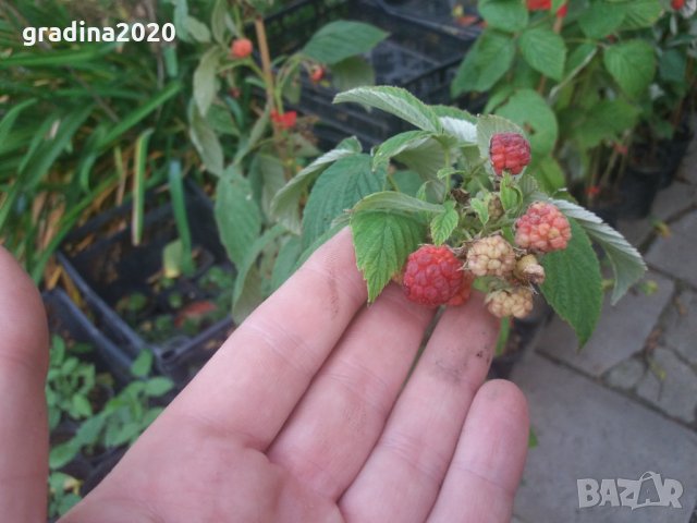 Разсад Малина  - целогодишна, снимка 4 - Градински цветя и растения - 30691259