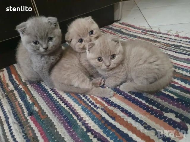 Шотландски клепоухи котета , снимка 2 - Британска късокосместа - 25040329