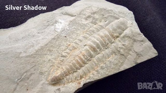 Фосил на Perrector Falloti - период Камбрий, снимка 1