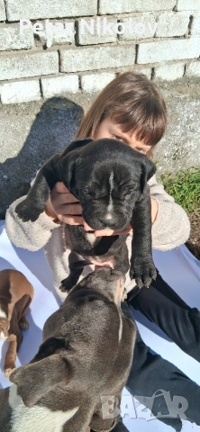 питбулчета, снимка 4 - Питбул - 53259618