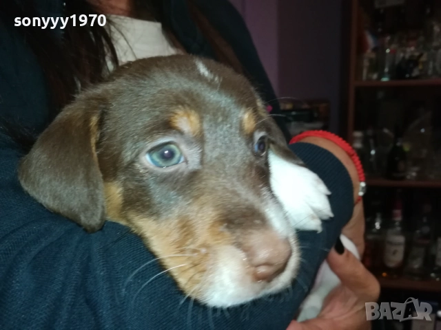 сладко бебе джак ръсел 2809251508