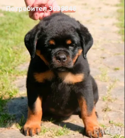 Ротвайлер, снимка 4 - Ротвайлер - 49798051