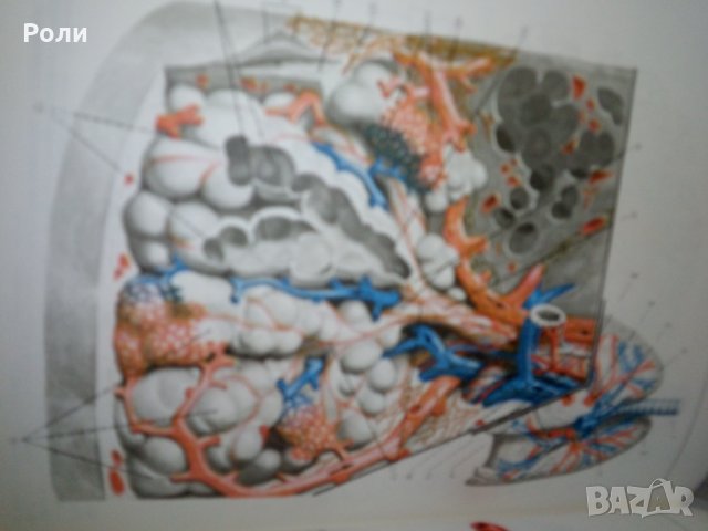 Атлас по ГИСТОЛОГИИ и ЕМБРИОЛОГИИ от И.В.Алмазов, Л.С.Сутулов, снимка 2 - Специализирана литература - 29403540