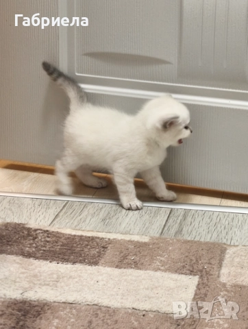 Британски късокосмести котенца , снимка 6 - Британска късокосместа - 52920975