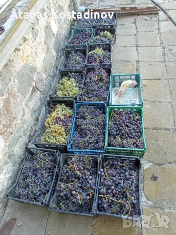 Грозде от асма, снимка 1