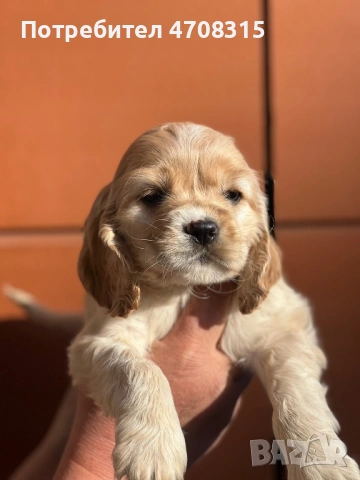 Кокер шпаньол момче ваксина, снимка 6 - Кокер шпаньол - 54218766