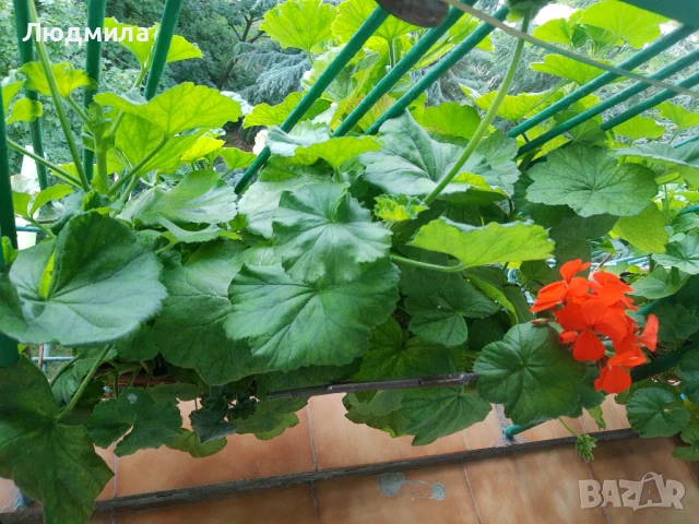 Мушкато,сандъчета,големи,отгледани,последни бройки,ДОГОВАРЯНЕ,готови за декорация и ползване за дома, снимка 4 - Градински цветя и растения - 50448492