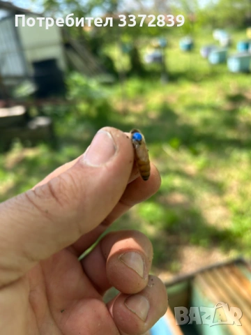 Продавам пчелни семейства и отводки, снимка 2 - За пчели - 54183724