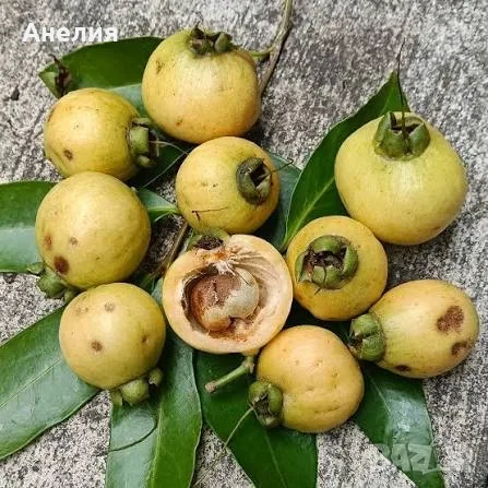 Розова ябълка Syzignum jambos в саксия 