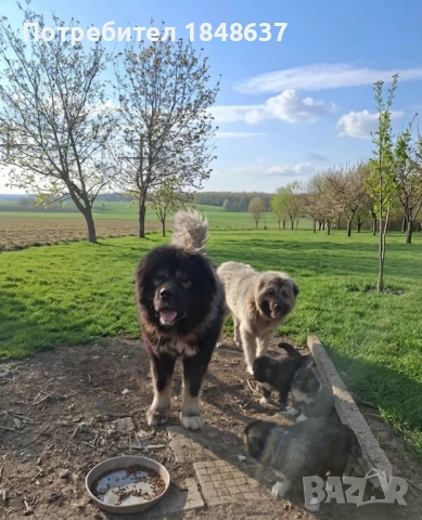 Кавказка овчарка , снимка 7 - Каракачанска овчарка - 54319304