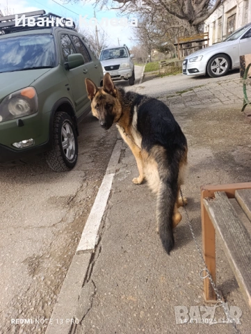 Продавам чистокръвна немска овчарка на 11 месеца , снимка 5 - Немска овчарка - 52939439