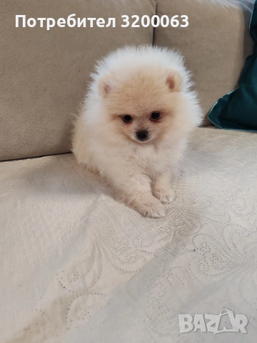 Померан мини мъжки , снимка 5 - Померан - 53726000