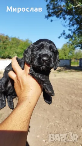 Продавам малки кокерчета шпаньол , снимка 4 - Кокер шпаньол - 55901114