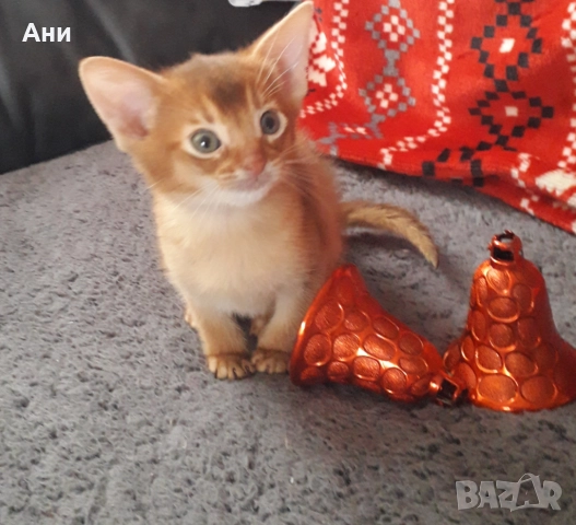 НОВОГОДИШНА ПРОМОЦИЯ.АБИСИНСКО КОТЕНЦЕ, снимка 2 - Други - 52790557