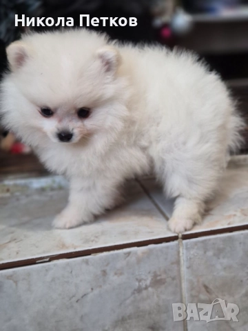 Померан , снимка 7 - Померан - 52790471