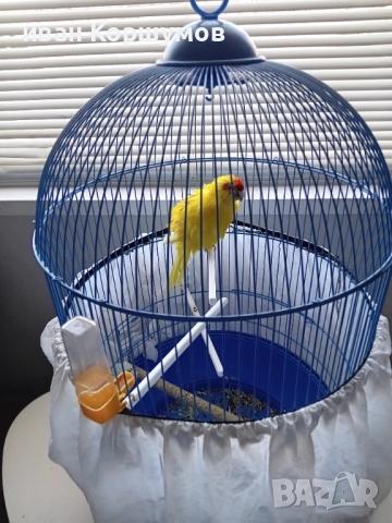 Голям папагал с клетката 60 лв, снимка 3 - Папагали - 52790595