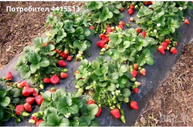 Разсад ягоди, снимка 5 - Разсади - 54014253