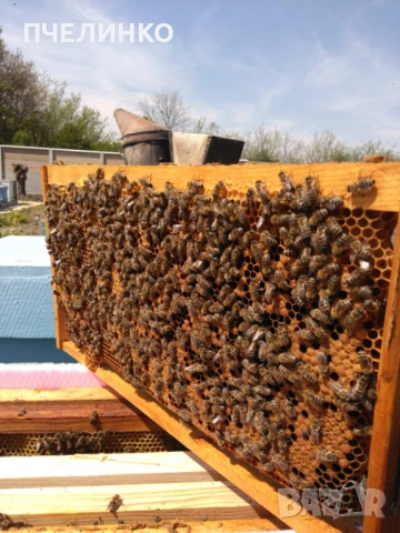 Малки пчелни семейства на 4 рамки, снимка 5 - За пчели - 53884338