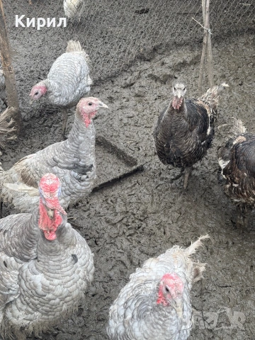 Продавам пуйки, снимка 3 - Кокошки и пуйки - 53321797