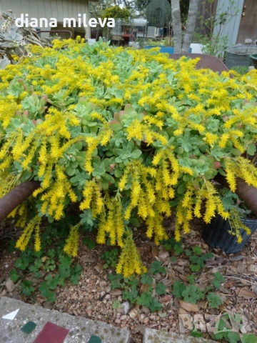 Седум палмери, Sedum palmeri, студоустойчив , снимка 6 - Градински цветя и растения - 53251451