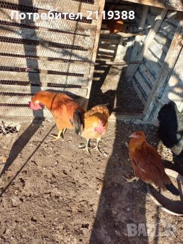 2 бр петлета Италиянка, снимка 6 - Кокошки и пуйки - 52773489