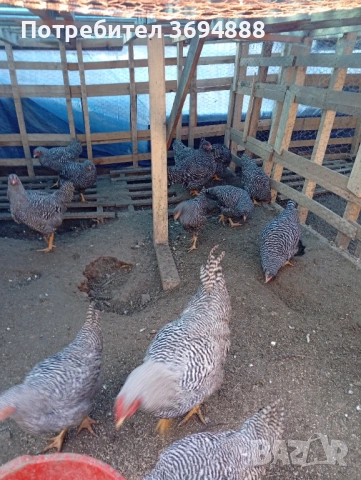 Петли, снимка 5 - Кокошки и пуйки - 53155478