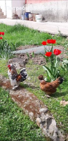 Колумбийска брама ,струмски стандарт, мини кохин,испенч и пилета, снимка 4 - други­ - 36961467