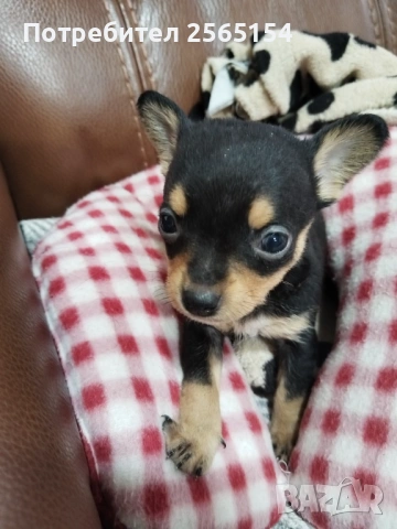 мъжки пинчер, снимка 2 - Пинчер - 54129980