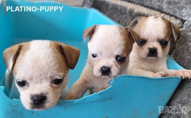 Мини чихуахиа, снимка 2 - Чихуахуа - 54315444