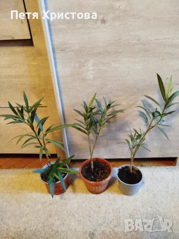 Зокум жълт ,не кичест, снимка 3 - Градински цветя и растения - 42059145