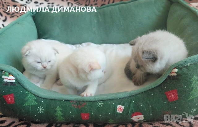 Шотландски мъжки със сини очи. , снимка 2 - Британска късокосместа - 54172287