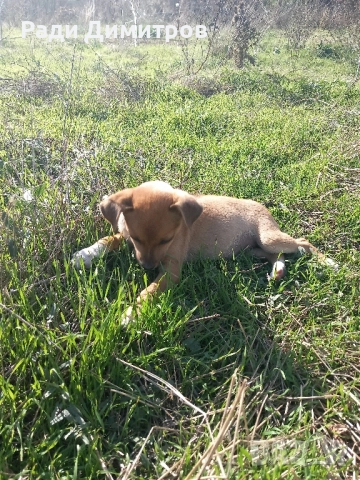 ПОДАРЯВАМ КУЧЕНЦА, снимка 4 - Други - 52297955