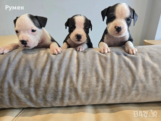 Американски стафордшир териер , снимка 10 - Американски стафордширски териер - 53970216