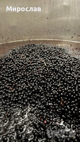 Сироп от меден черен бъз ( Самбукус нигра) бъзак, снимка 5 - Домашни продукти - 52807248