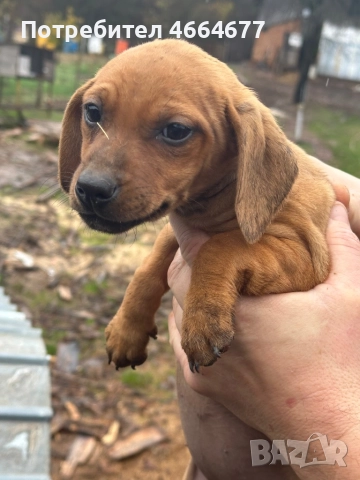 Подарявам кученца 