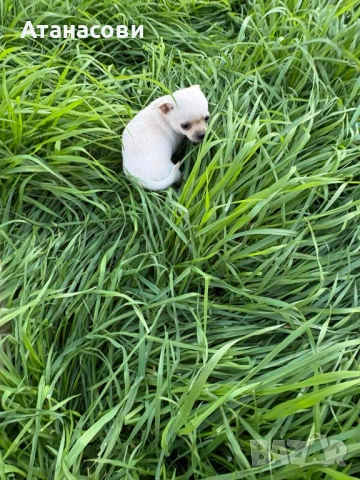 МИНИ ЧИХУАХУА