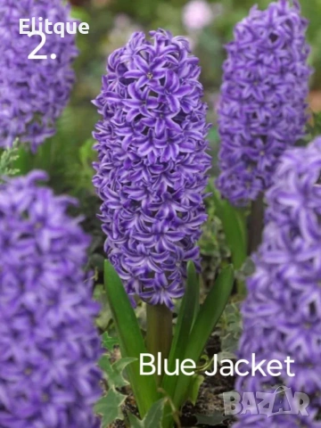 зюмбюл , снимка 9 - Градински цветя и растения - 53265198