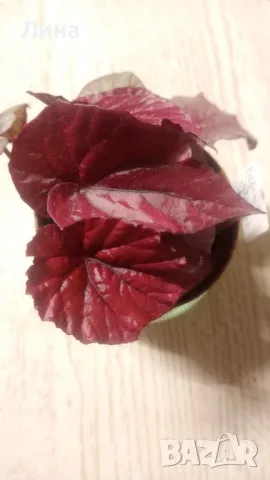 Бегония(Begonia inca flame) , снимка 3 - Стайни растения - 49294504