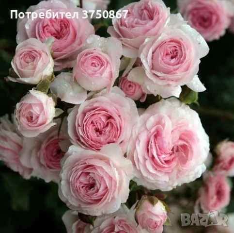 🌹 РОЗА 🌹 Larissa® rose 🌹, снимка 3 - Градински цветя и растения - 51138616