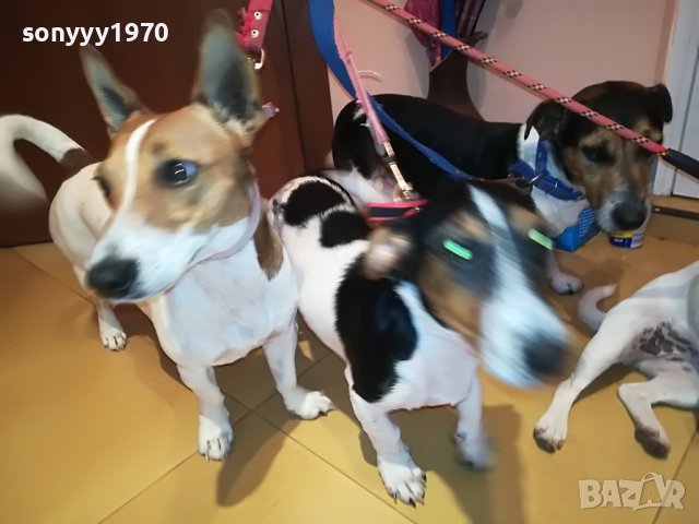джак ръсел-женско куче на 5 месеца-кукла 0707220925, снимка 9 - Джак ръсел териер - 37313283