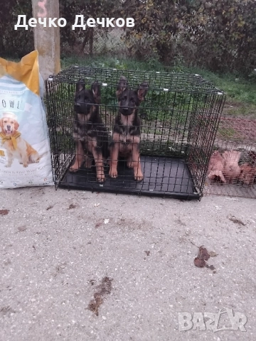 Породисти немски овчарки, снимка 4 - Други животни - 52445992